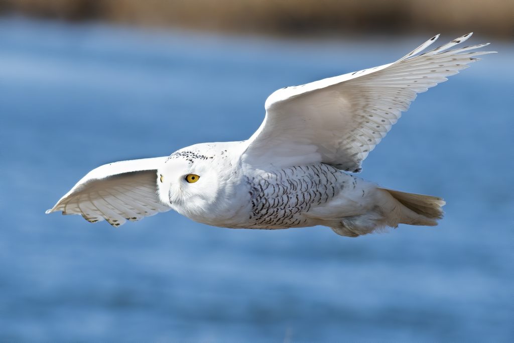 snowy owl in flight